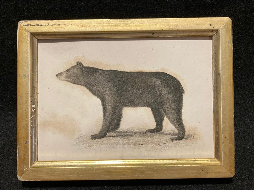 C1840 bear engraving (1 of 2)
