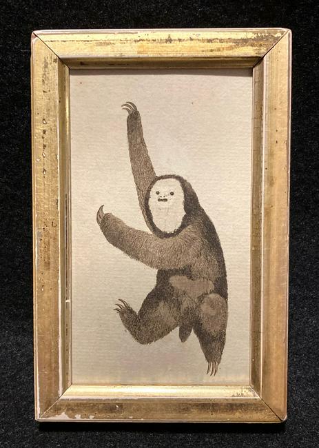 C1800 sloth hand colored copperplate engraving (1 of 2)