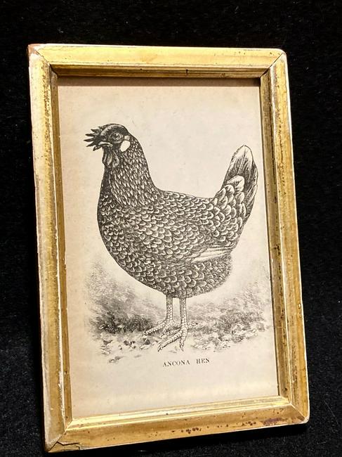 1888 Ancona Hen chicken engraving (1 of 2)