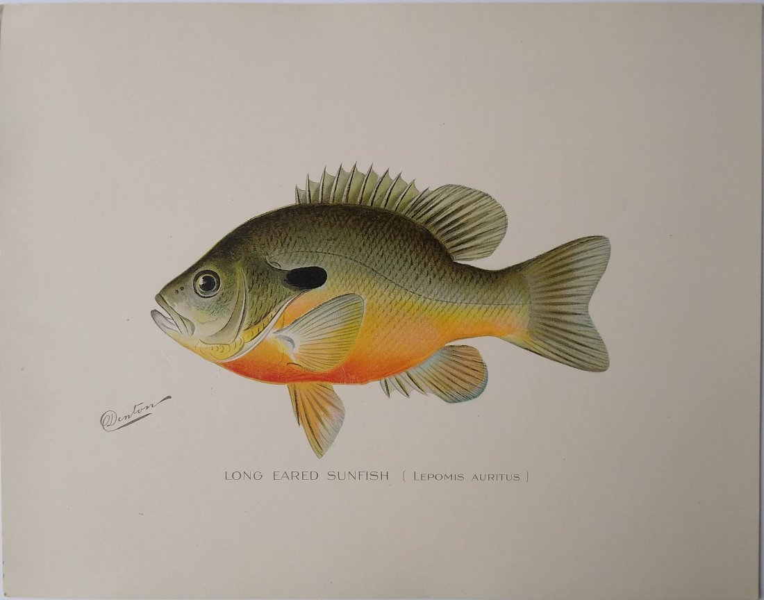 Sherman Foote Denton: LONG-EARED SUNFISH (1 of 1)