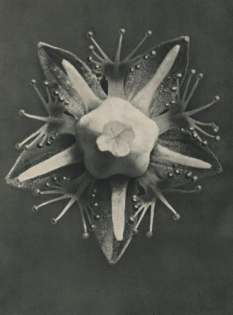 PROF. KARL BLOSSFELDT - Parnassia palustris: Artist: PROF. KARL BLOSSFELDT Print Title: Parnassia palustris Printing Date: 1940’s Medium: Photoengraving Printed in: Germany Approx. image size: 10 x 7.5” Karl Blossfeldt was a German photograp