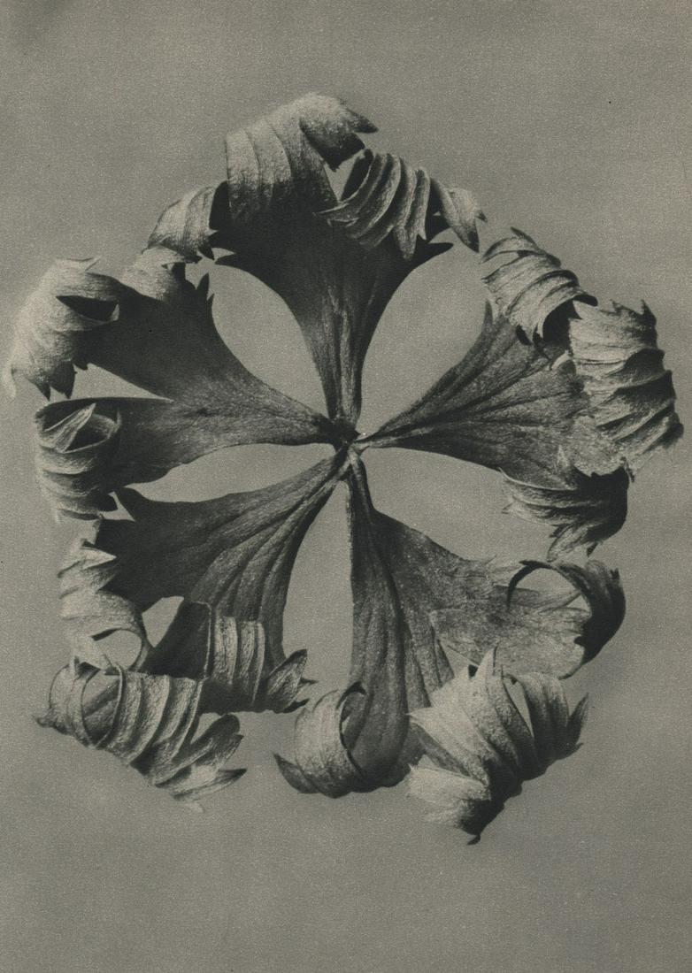 PROF. KARL BLOSSFELDT - Trollius europaeus: Artist: PROF. KARL BLOSSFELDT Print Title: Trollius europaeus Printing Date: 1940’s Medium: Photoengraving Printed in: Germany Approx. image size: 10 x 7” Karl Blossfeldt was a German photographer