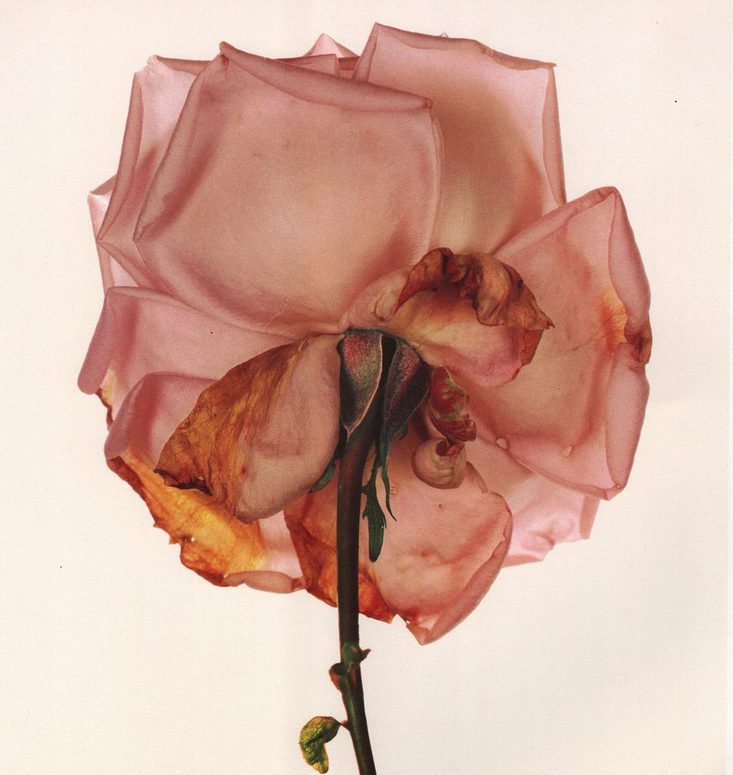IRVING PENN - Blue Moon Rose, London, 1970: Artist: IRVING PENN Print Title: Blue Moon Rose, London, 1970 Medium: Photolithograph Printed 1980’s in the US Image size (inches) approx. 8 x 7.5” Irving Penn was an American photographer known f