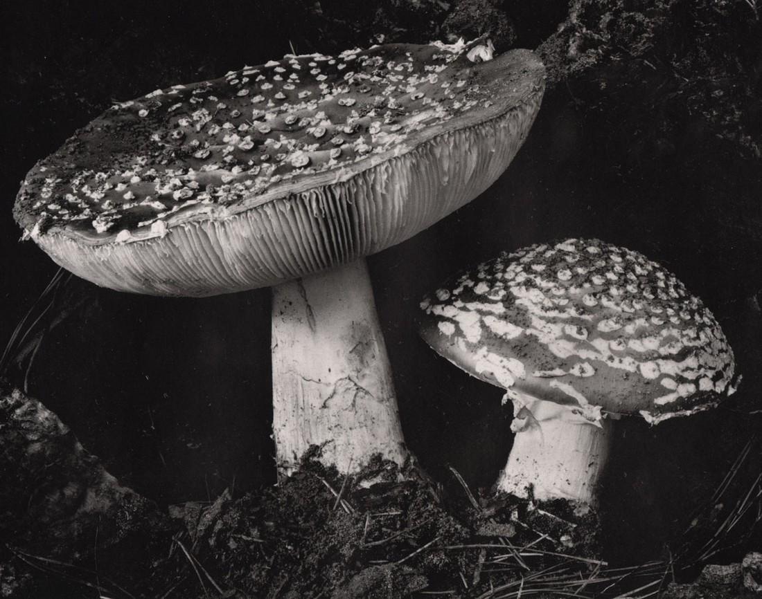 EDWARD WESTON - Toadstools, 1934 (1 of 1)