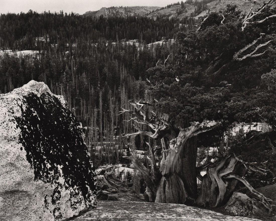 EDWARD WESTON - Lake Tenaya Country,1940 (1 of 1)