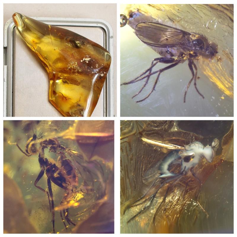 Natural Baltic amber stone fossil with insects, (1 of 18)