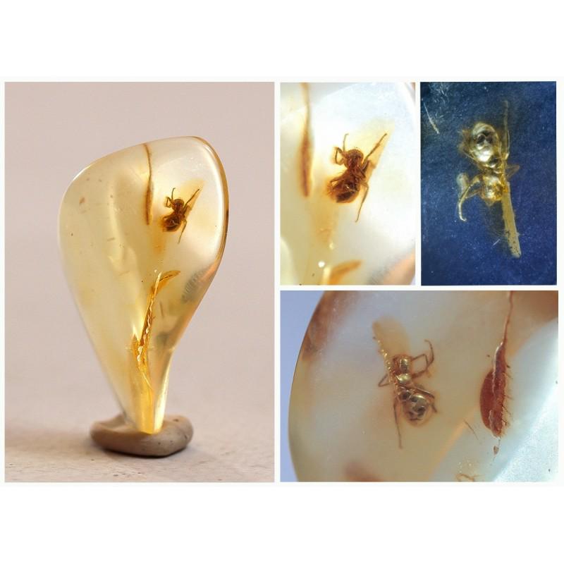 Natural Baltic amber stone with fossil ant (formicidae): Weight: 3,7 gram (0,14 oz) Size: 10x21x36 mm Inclusion: spider Age: 45-50 million years old Stone: 100% natural Baltic amber Treatment: no Condition: as on the photo (good) Tested 100% natural Baltic 