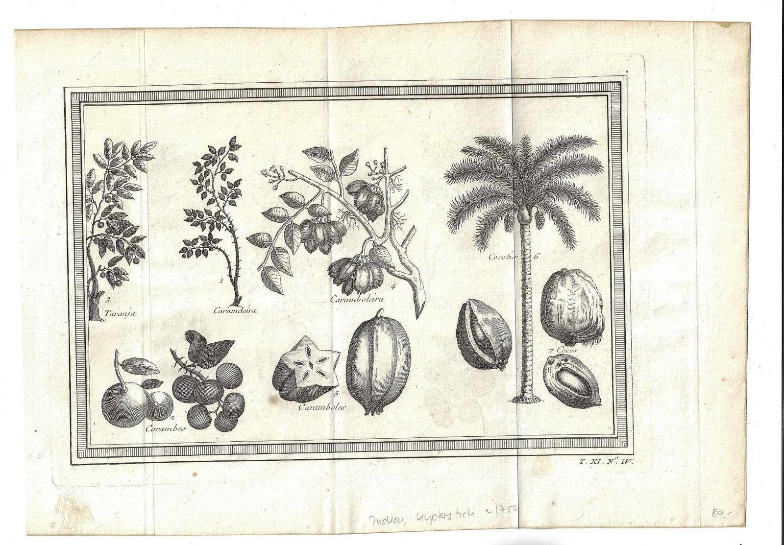 1750 Tropical Fruits Carambola Folding Engraving: Folding engraving of tropical fruits printed circa 1750 from "Histoire Générale des Voyages, ou nouvelle collection de toutes les relations de voyages par mer et par terre", à Paris, Chez Didot, av