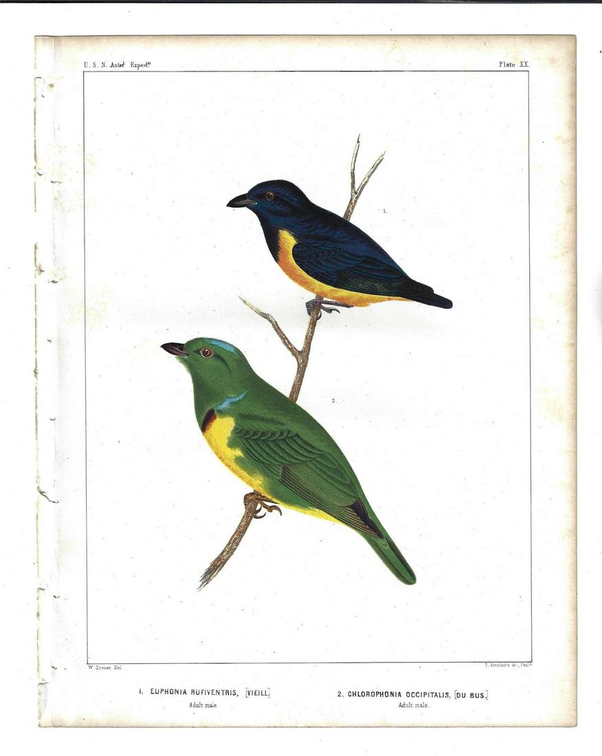 1855 Colored Lithograph of Birds: Colored Lithograph of birds "Vieill and Du Bus", from a Philadelphia work on birds on South America. Printed by P S Duval and Co., 1855. Fine, measures 8.75 x 11.5". Reserve: $30.00 Shipping: Domestic