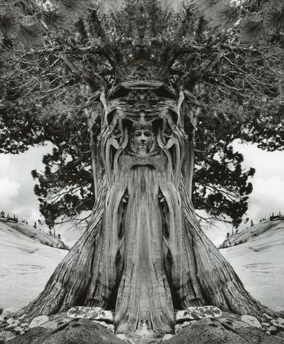 JERRY UELSMANN - Tree Goddess, 1994 (1 of 1)