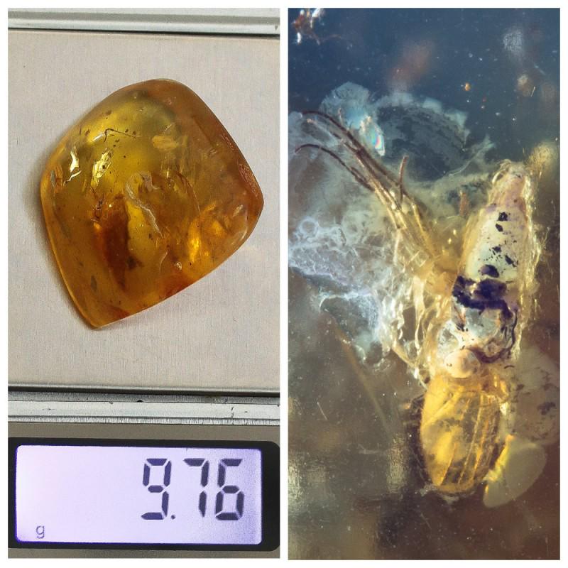 9.76 g Baltic amber with inclusion fossil fly (Diptera): Weight: 9.76 gram (0.34 oz) Size: 17x33x34 mm Inclusion: fly (Diptera) Age: 45-50 million years old Stone: 100% natural Baltic amber Treatment: no Condition: as on the photo (good) Tested 100% natural