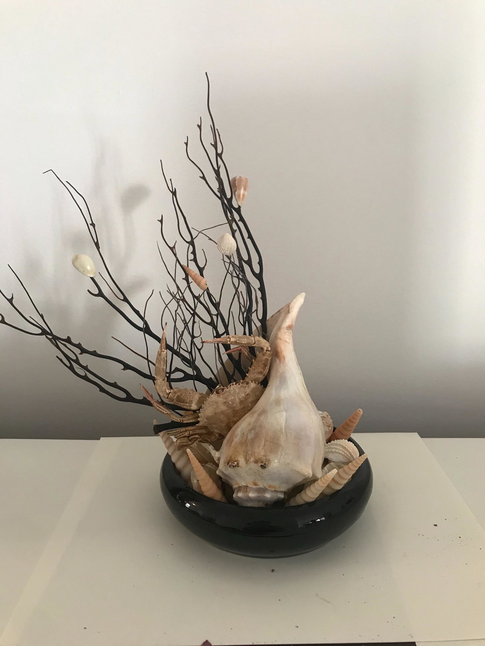 Conch shell with crab in a ceramic plate: Title: Conch shell with crab in a ceramic plate Date/Period: 20th Century Materials: Seashells & Crab Dimensions: 13'' Additional Information: conch shell with crab, shells and sea coral fan in a cera