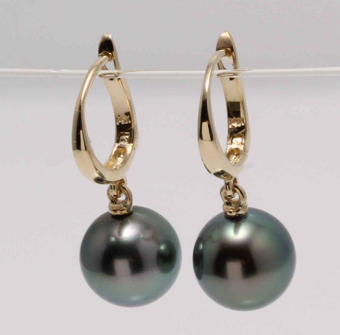 14 kt. Yellow Gold - 9x10mm Round Peacock Tahitian: Title: 14 kt. Yellow Gold - 9x10mm Round Peacock Tahitian Pearls - Earrings Description: Classic Elegance ! Emerging from the tropical lagoons of French Poynesia, the pearls were hand selected for the