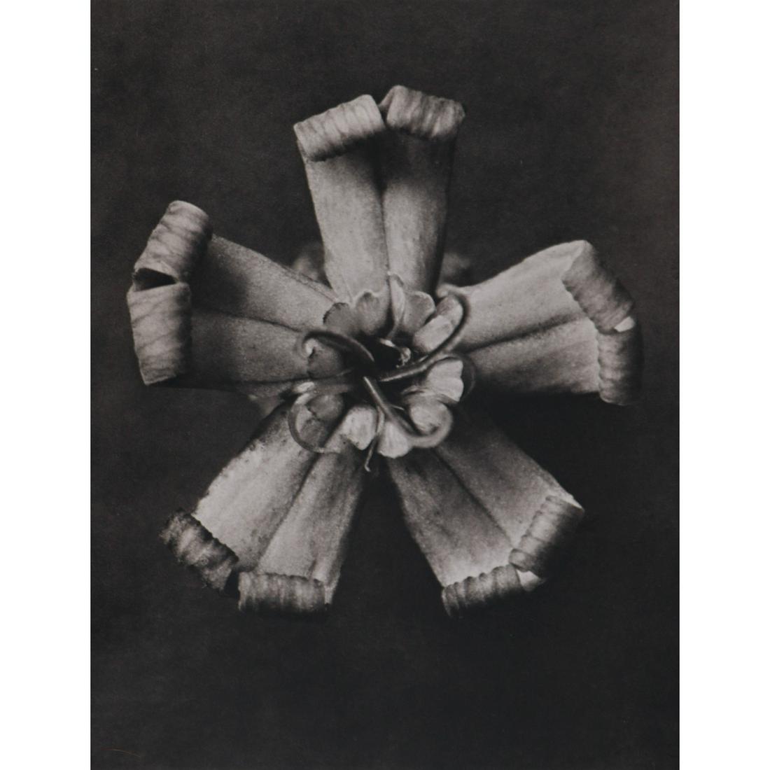 KARL BLOSSFELDT - Silene vallesia: Artist: KARL BLOSSFELDT Print Title: Silene vallesia Medium: Sheet-fed Gravure Printing Date: 1930's Printed in Germany Image Size approx: 11 X 8.5 inches Karl Blossfeldt (1865-1932) was a German phot