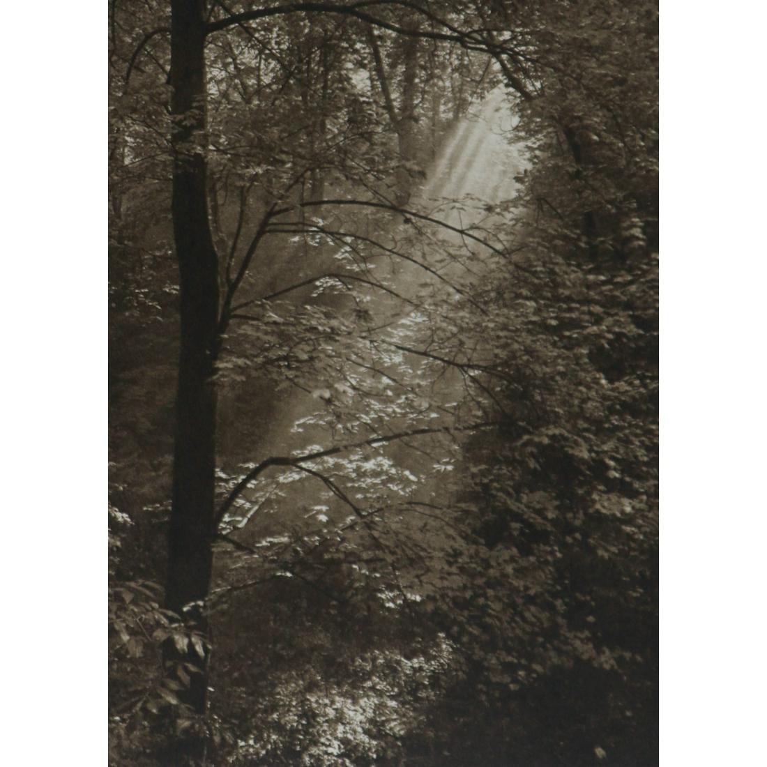 JOSEF SUDEK - Deer Ditch (1 of 1)