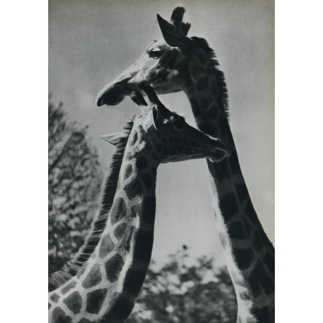 YLLA - Giraffes (1 of 1)