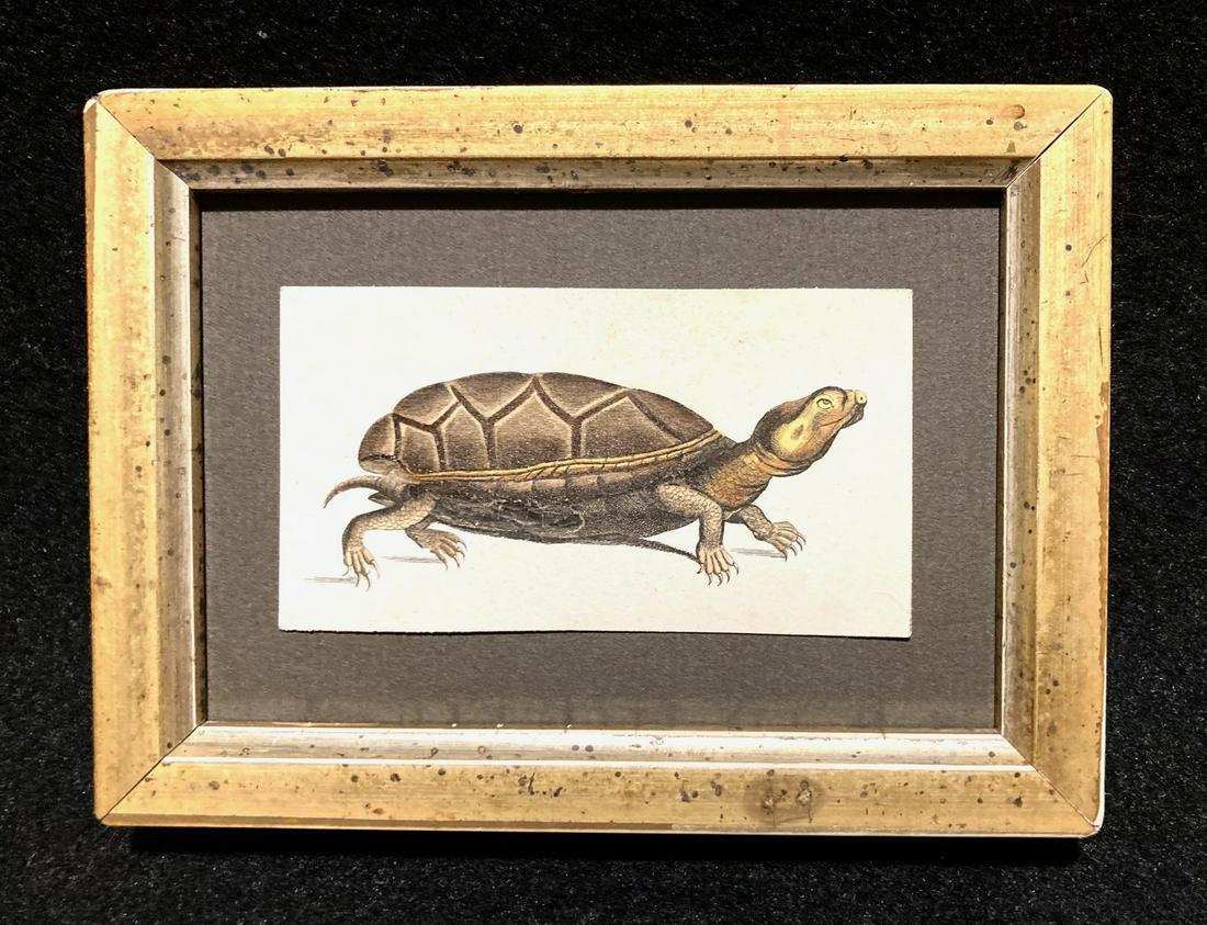 C1810 hand colored turtle engraving: Title: C1810 hand colored turtle engraving Dimension: Total framed size is approximately 4” x 5 1/2” Provenance/Additional Info: In a 19thc worn gold leaf frame Shipping: Domestic: Flat-rate