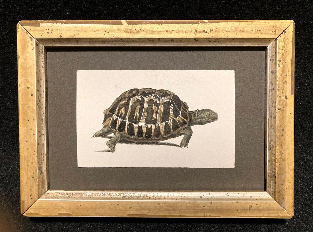 C1810 hand colored turtle engraving: Title: C1810 hand colored turtle engraving Dimension: Total framed size is 4 1/8” x 5 3/4” Provenance/Additional Info: In a 19thc worn gold leaf frame Shipping: Domestic: Flat-rate of $12.00