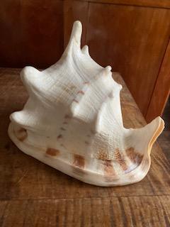 Old and Large Queen Conch Specimen: Title: Old and Large Queen Conch Specimen Dimension: Approximately 12 inches long, 7 inches tall and approximately 6 inches wide. Provenance/Additional Info: Found in Maine. Very large specimen. Shipp