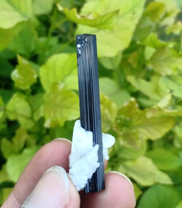 6 Gram Very Amazing Natural Black Tourmaline With: Title: 6 Gram Very Amazing Natural Black Tourmaline With Albite Specimen Weight: 6 Gram Size/Dimensions: 47x15x12 mm Origin: Pakistan Reserve: $30.00 Shipping: Domestic: Flat-rate of $15.00 to anywher