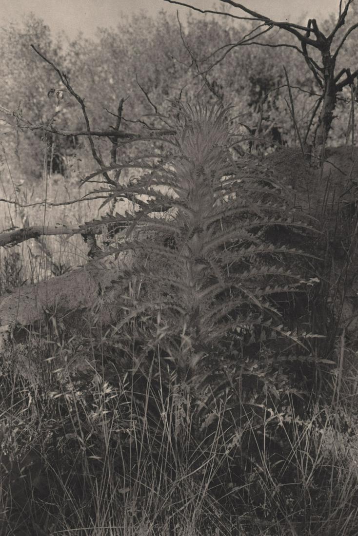 LEE FRIEDLANDER - Yellowstone, Wyoming, 1977: Artist: LEE FRIEDLANDER Print Title: Yellowstone, Wyoming, 1977 Medium: Photoengraving on heavy matte art paper Printed 1980’s in the US Image size (inches) approx. 11 x 7.5” Lee Friedlander is an