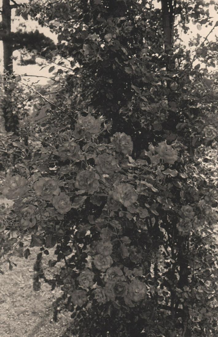 LEE FRIEDLANDER - Paris,1973: Artist: LEE FRIEDLANDER Print Title: Paris,1973 Medium: Photoengraving Printed 1980’s in the US Image size (inches) approx. 11 x 7” Lee Friedlander is an American photographer and artist. In the 1