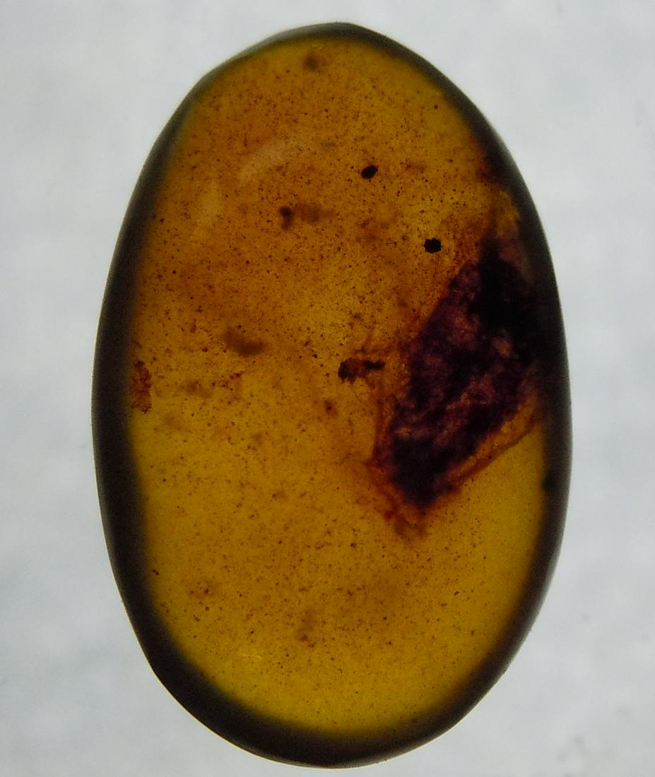 100 MILL YEARS OLD BURMITE AMBER WITH FLY: Title: 100 MILL YEARS OLD BURMITE AMBER WITH FLY Origin: Hukawang Valley, Kachin State, Myanmar Size: 1.5x1x0.5 cm / 0.45 gram Additional Information: transparet light brown burmite amber with fly inc