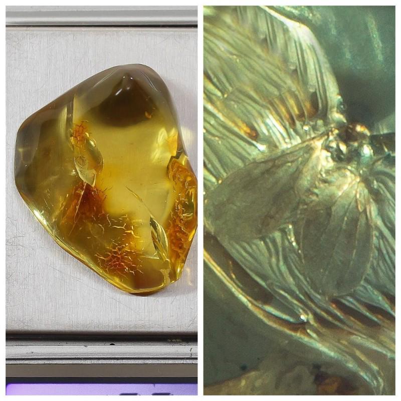 10g Baltic amber stone fossil insects, inclusions fly: In the stone most likely 2 inclusions Weight: 10 gram (0.35 oz) Size: 19x31x39 mm Inclusion: fly (Diptera) Age: 45-50 million years old Stone: 100% natural Baltic amber Treatment: no Condition: as on 