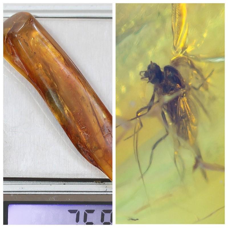 Baltic amber stone fossil with insects, inclusions fly: There are several inclusions in the stone Weight: 7 gram (0.24 oz) Size: 11x16x66 mm Inclusion: fly (Diptera) Age: 45-50 million years old Stone: 100% natural Baltic amber Treatment: no Condition: as 