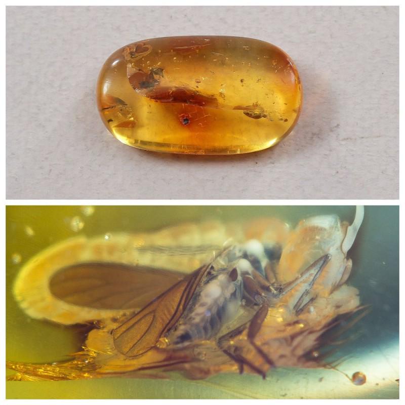 Insect Natural Baltic amber stone inclusion fly: Faceted pendant shape unique amber piece with inclusion which is 45-50 million years old. Collectible piece! Weight: 4.89 gram (0.17 oz) Inclusion: fly (Diptera) Size: 10x19x33 mm Age: 45-50 million y