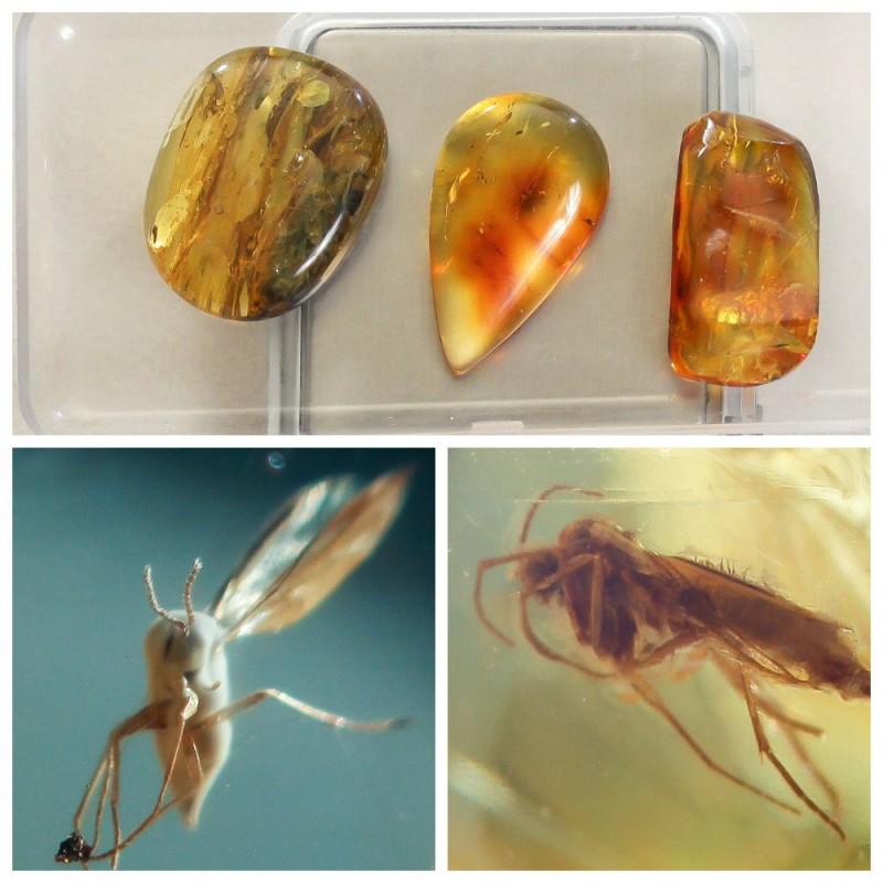 14,6g Baltic amber 3 stones with inclusion flys: Collection of 3 natural Baltic amber gemstones. Each stone with inclusion. In some stones most likely several inclusions. Good for collection or jewelry. Total weight: 14,6 gram (0.51 oz) Weight 1: 7