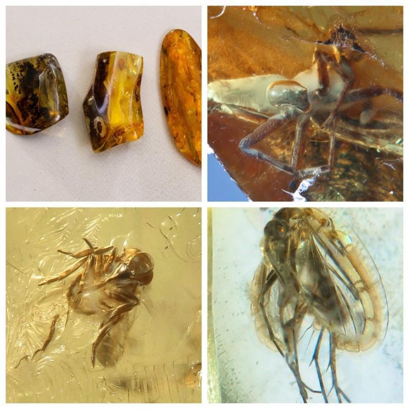 Inclusions in natural Baltic amber insects, spider, (1 of 9)