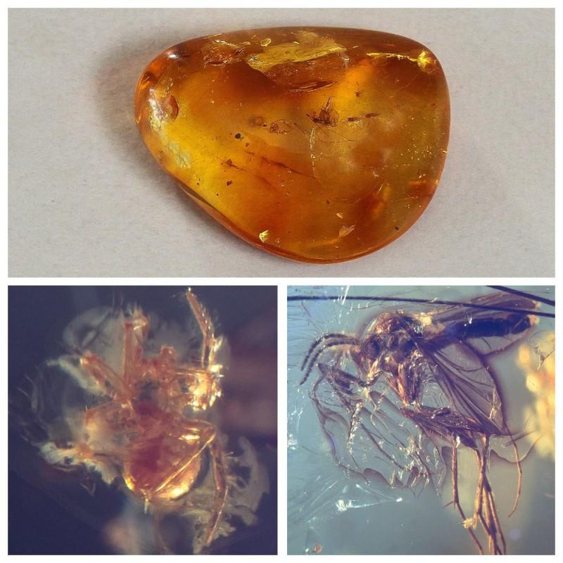Insect spider Natural Baltic amber stone inclusion fly (1 of 20)