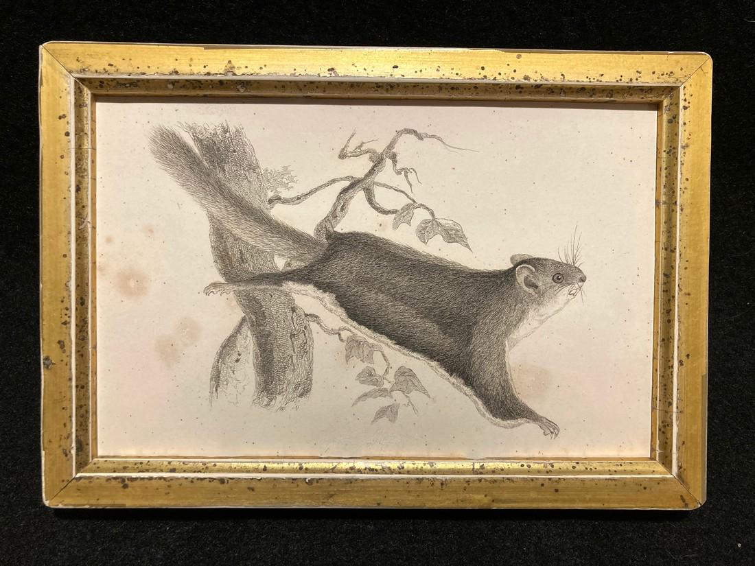 C1840 flying squirrel engraving (1 of 3)