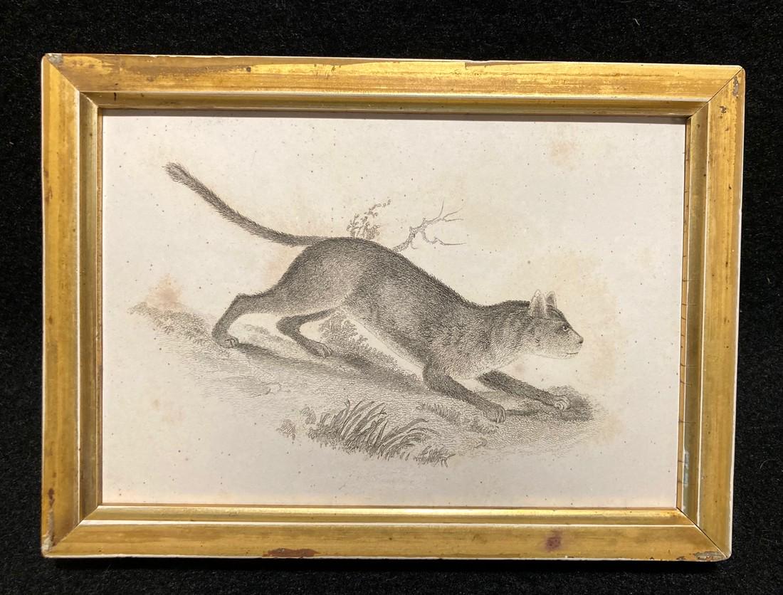 C1840 Northern Panther engraving: Title: C1840 Northern Panther engraving Dimensions: Total framed size is approximately 5" x 7". Provenance/Additional Info: In a 19thc worn gold leaf frame Shipping: Domestic: Flat-rate of $15.00 to a