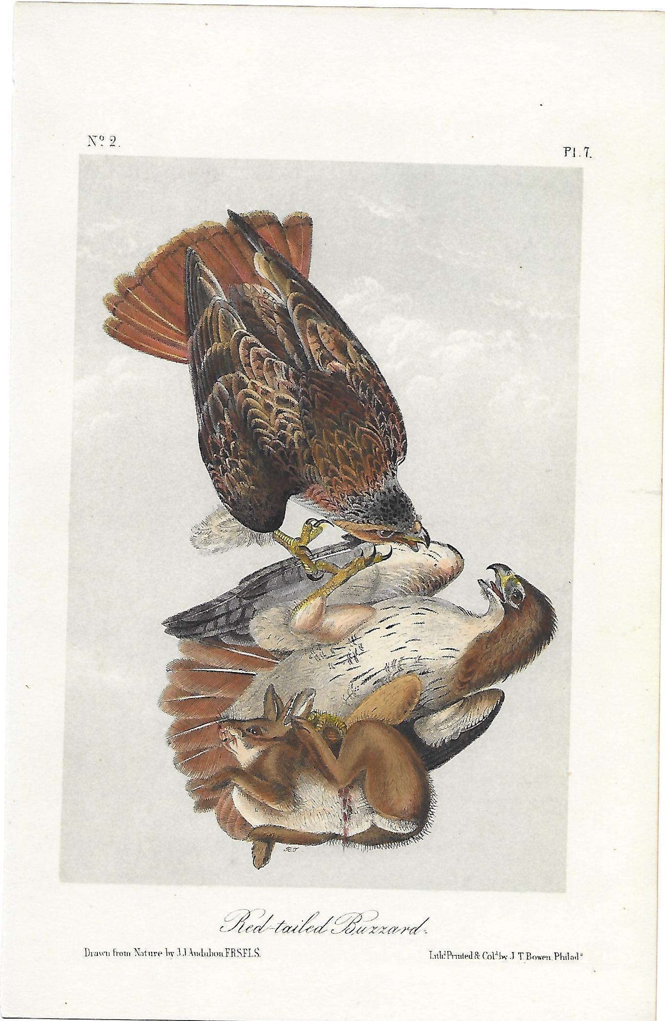 "Birds of America" - Red-tailed Buzzard (1 of 1)