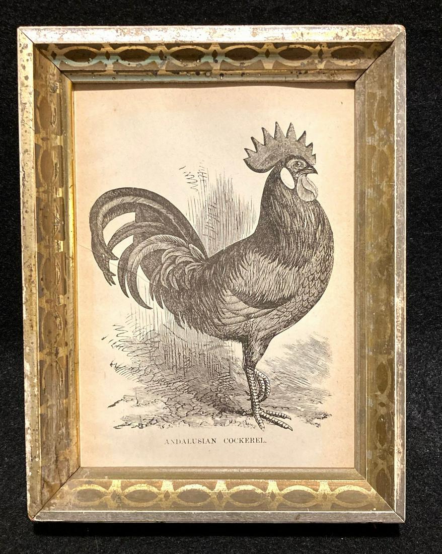 1888 Andalusian Cockerel engraving (1 of 2)