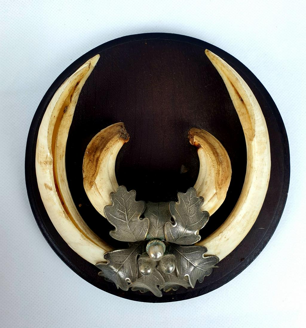 Antique Original teeth of a Black Forest Boar. #2: Title: Antique Original teeth of a Black Forest Boar. #2 Date/Period: Sec half 20th Century Dimensions: Diameter 16 cm, Depth 6 cm, Weight 336 gram Material: Teeth, Oak, Metal Description: Teeth of a 