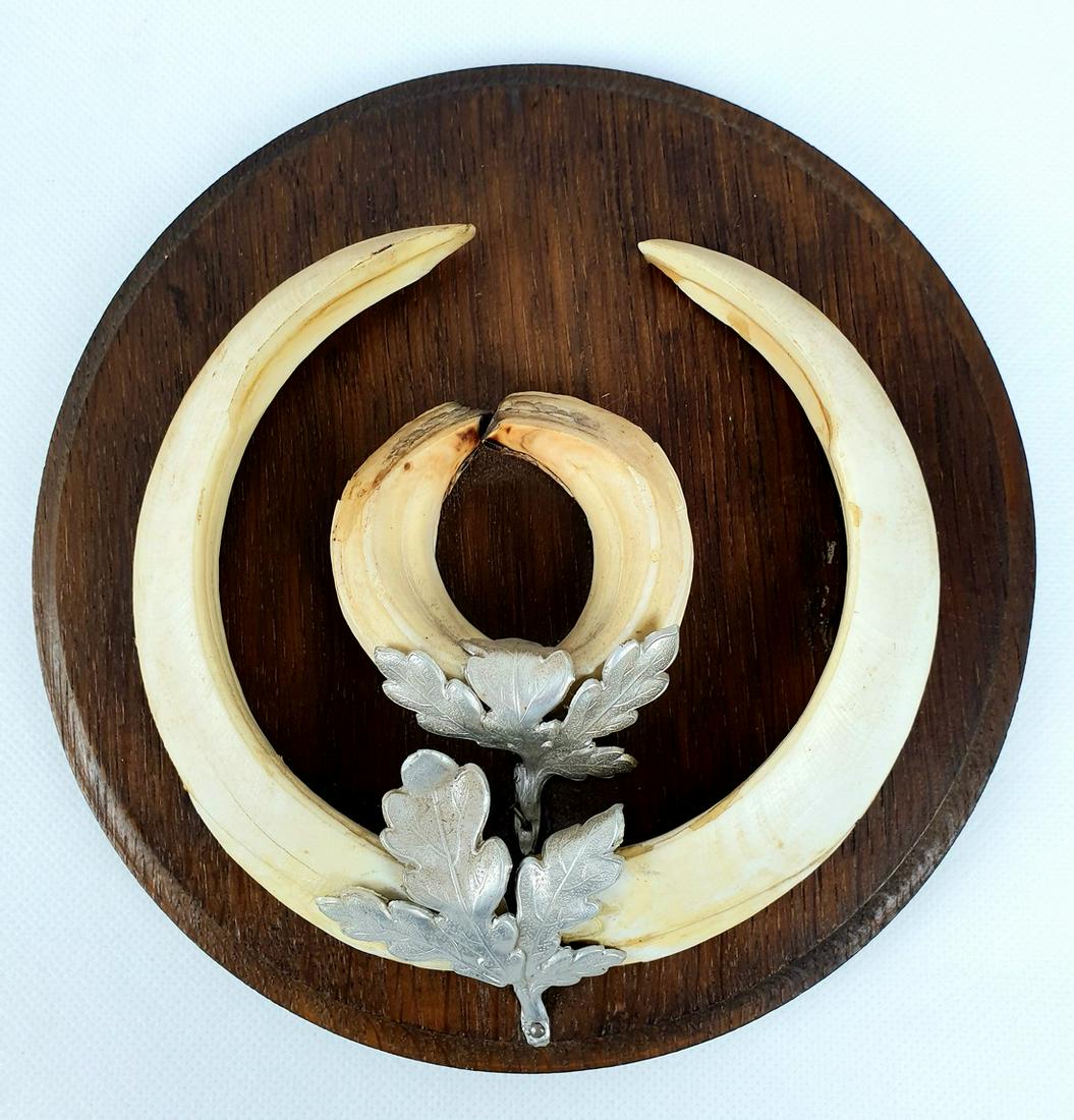 Antique Original teeth of a Black Forest Boar. #3: Title: Antique Original teeth of a Black Forest Boar. #3 Date/Period: Sec half 20th Century Dimensions: Diameter 18 cm, Depth 6 cm, Weight 409 gram Material: Teeth, Oak, Metal Description: Teeth of a 