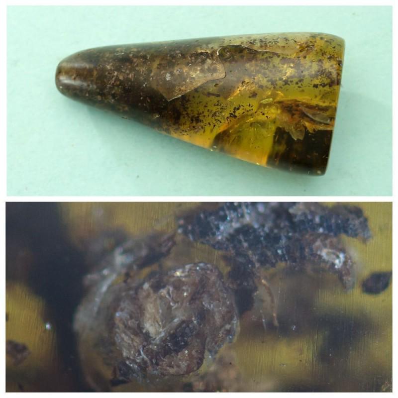 42g Natural Baltic amber with inclusion fly (Diptera) (1 of 16)