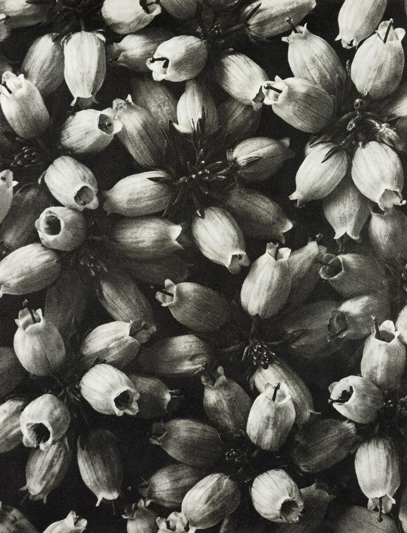 KARL BLOSSFELDT - Heath Bell Heather Umbels: Artist: Karl Blossfeldt Title: Twisted Heath Bell Heather Umbels Medium: Photo Litho, 1999, Germany Dimensions: 8.9x11.65" Description: Heat Wax Mounted on 12x16" Conservation Board Artist Bio: Karl B