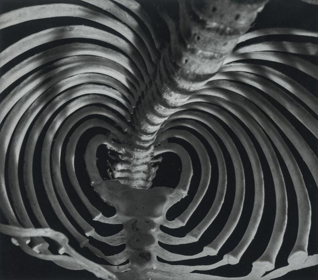 ANDREAS FEININGER - Rib Cage, Gorilla, 1951: Artist: Andreas Feininger Title: Rib Cage of a Gorilla, 1951 Medium: Duotone Photo Litho, 1973, USA Dimensions: 7.8x6.9" Description: Heat Wax Mounted on 11x14" Conservation Board Artist Bio: Andreas