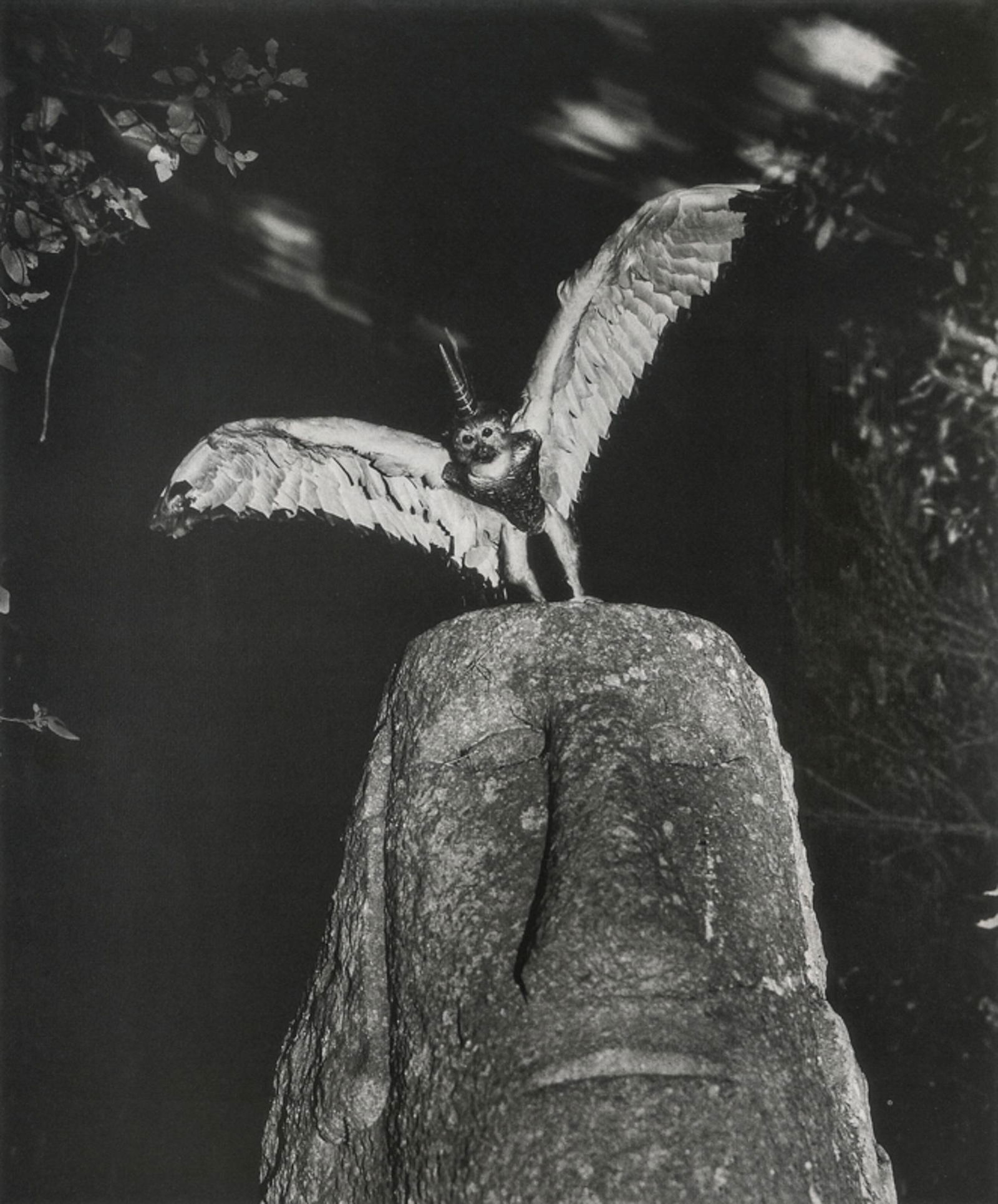 JOAN FONTCUBERTA - Cercopithecus Icarocurnu: Artist: Joan Fontcuberta Title: Cercopithecus Icarocurnu, 1986 Medium: Photo Litho, 1997, China Dimensions: 7.15x8.6" Description: Heat Wax Mounted on 11x14" Conservation Board Artist Bio: Joan Fontcu