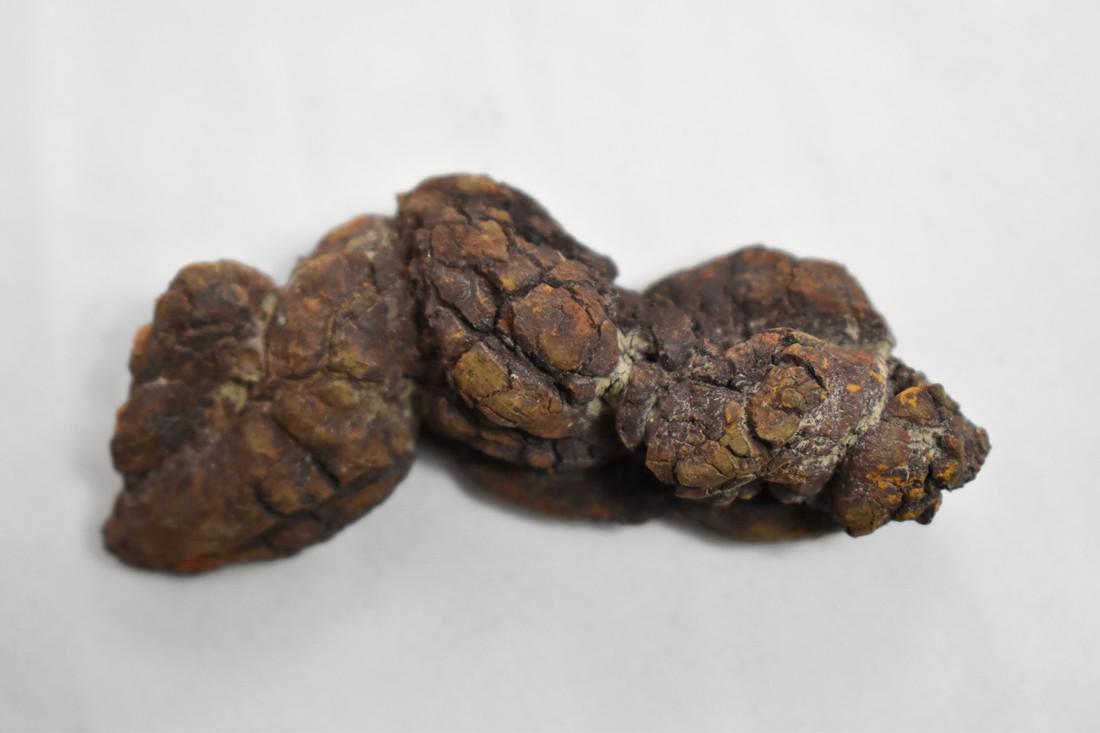 3 1/8" Coprolite Fossil, Dinosaur Dung: Title: 3 1/8" Coprolite Fossil, Dinosaur Dung Provenance/Additional Info: 3 1/8" Coprolite Fossil, Dinosaur Dung Reserve: $10.00 Shipping: Domestic: Flat-rate of $10.00 to anywhere within the contiguo