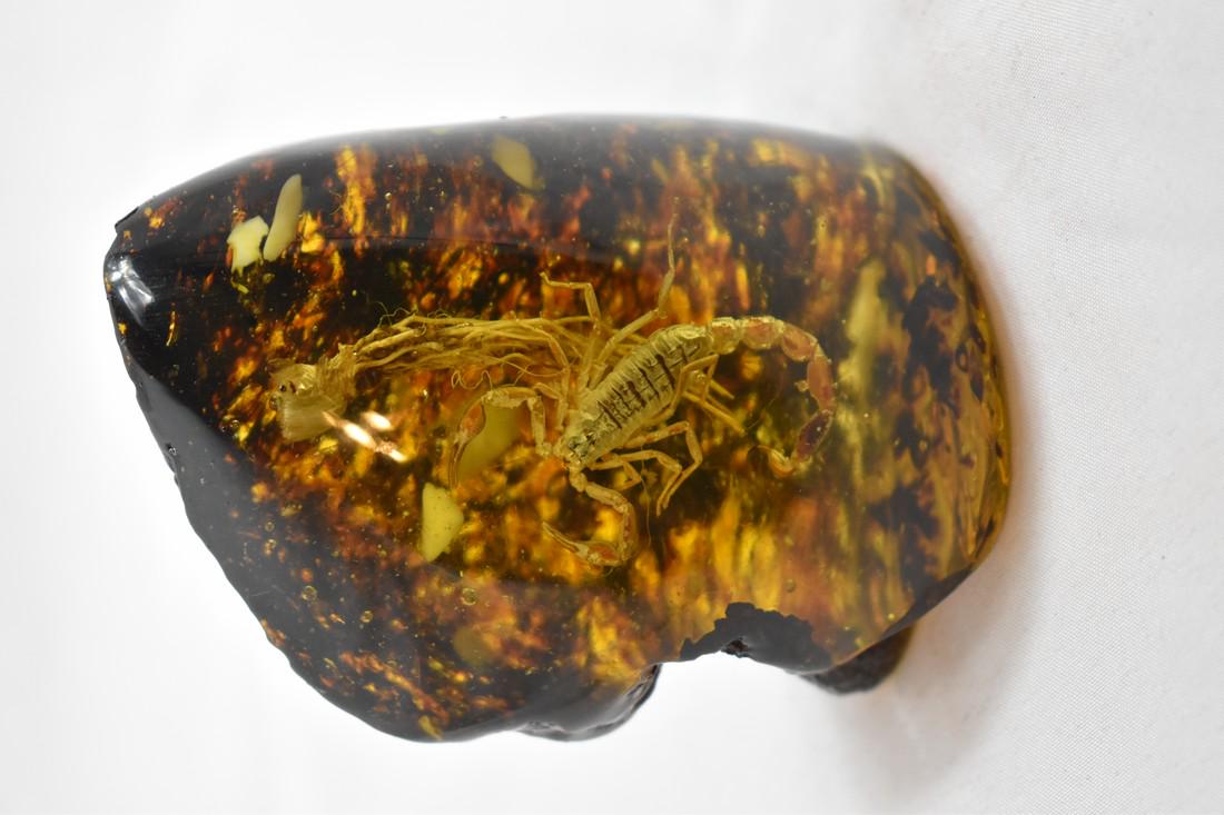 3 1/8" Scorpion Preserved in Amber, Reproduction,: Title: 3 1/8" Scorpion Preserved in Amber, Reproduction, Decorative Provenance/Additional Info: 3 1/8" Scorpion Preserved in Amber, Reproduction, Decorative Reserve: $10.00 Shipping: Domestic: Flat-ra