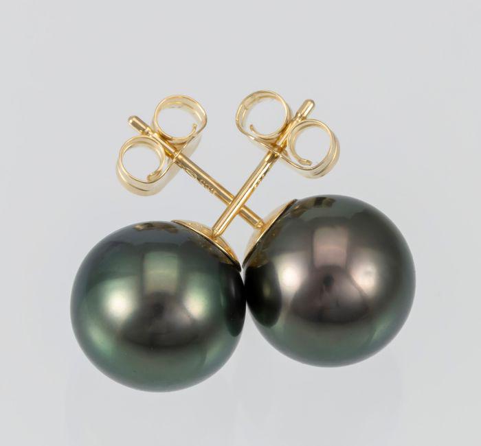 10x11mm Peacock Tahitian Pearls - 14 kt. Yellow gold -: Title: 10x11mm Peacock Tahitian Pearls - 14 kt. Yellow gold - Earrings Description: A stunning and distinctive pair of peacock Tahitian pearl stud earrings, easy to wear and a perfect complement to th