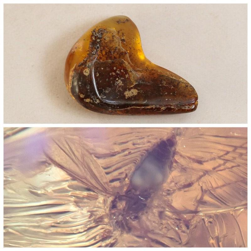 33g Baltic amber with inclusion fossil fly (Diptera) (1 of 13)