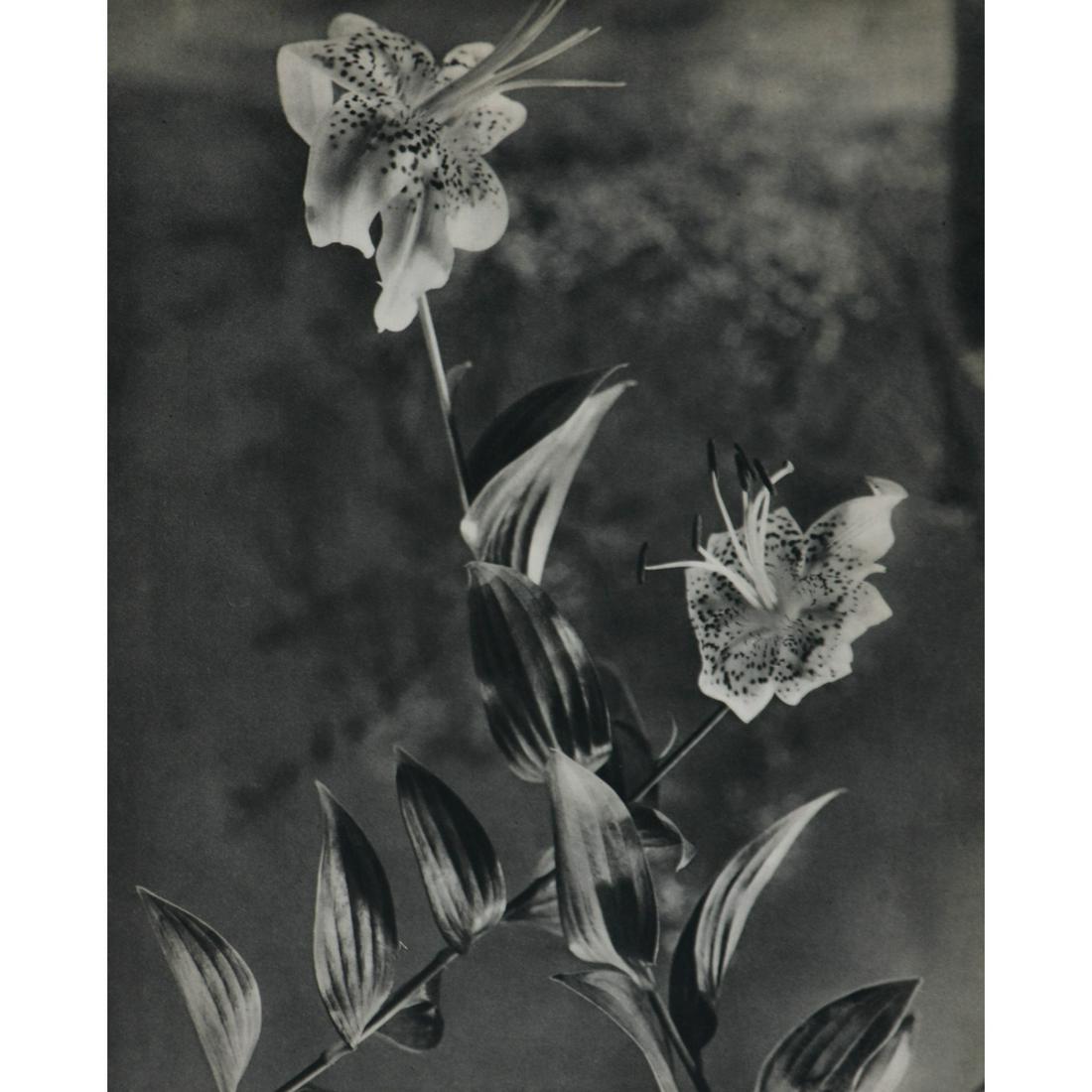 JEAN-MARIE AURADON - Fleurs de Liliums: Artist: JEAN-MARIE AURADON Print Title: Fleurs de Liliums Medium: Sheet-fed Gravure Printing Date: 1940's Printed in France Image Size approx.: 11.75 x 9 inches Jean-Marie Auradon (1887-1958) was a Fr