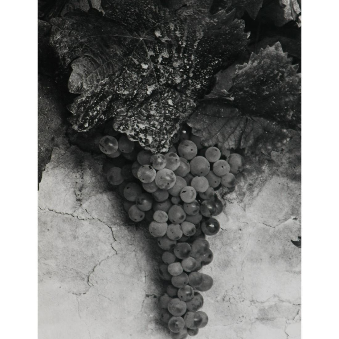 PAUL STRAND - Grappe de raisin: Artist: PAUL STRAND Print Title: Grappe de raisin Medium: Sheet-Fed Gravure Printing Date: 1950's Printed in Switzerland Image Size approx: 9.5 X 7.5 inches Paul Strand (1890–1976) was an American p