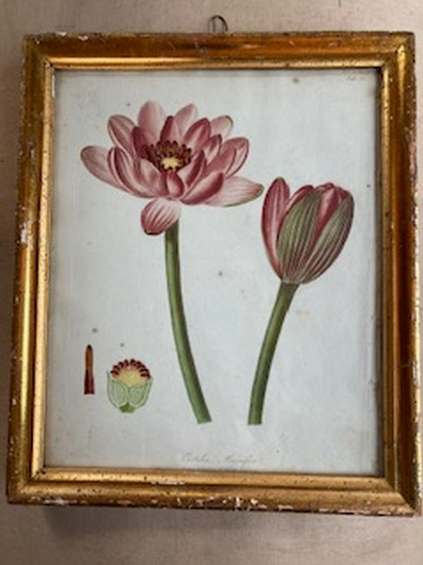 Circa 1805 Botanical Print “Castalia Magnifica” Hooker: Title: Circa 1805 Botanical Print "Castalia Magnifica" Hooker Print in Lemon Gold Frame Provenance/Additional Info: Vibrant colored 1805 framed 8x10 print of Castalia Magnifica in period Lemon Gold Fr